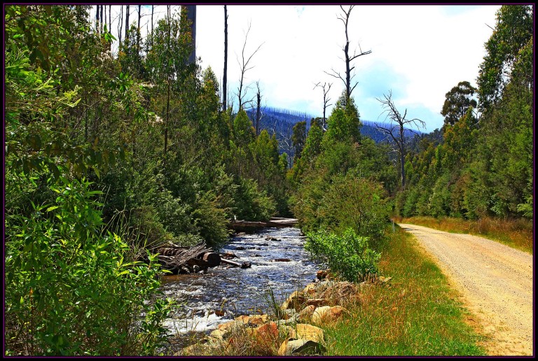 Taggerty River Fire Trail_3222